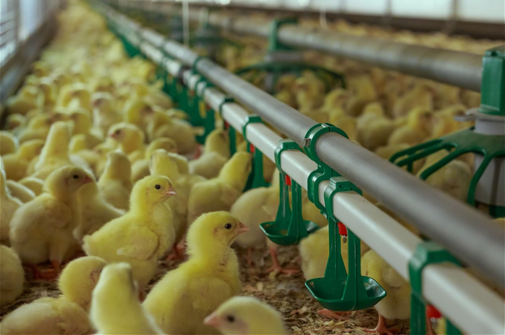 Полимеры на фермах: современные подходы в животноводстве. Часть 2