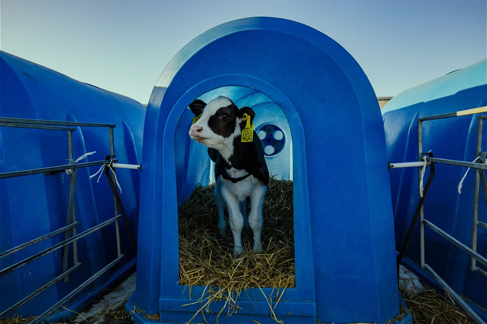 Полимеры на фермах: современные подходы в животноводстве